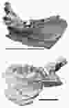 Top: Unescoceratops jaw Bottom: Gryphoceratops jaw