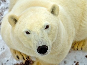Polar Bear Dens Are Hard for Humans to See, but Drone-Mounted Radar Can  Help