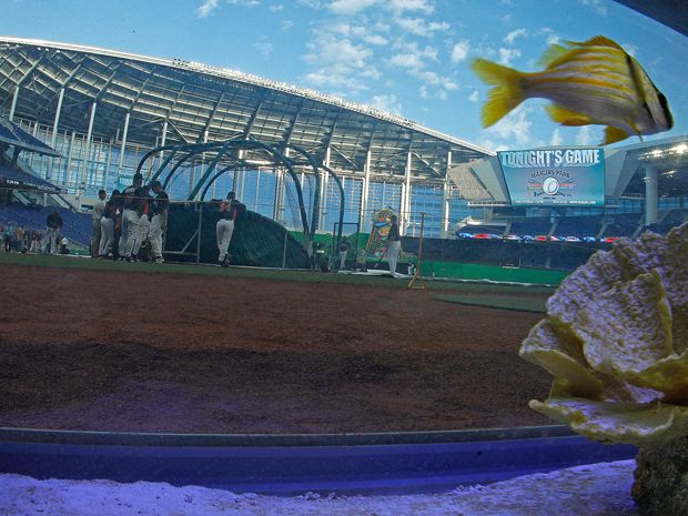 Florida Marlins Fish, 3D Print Model