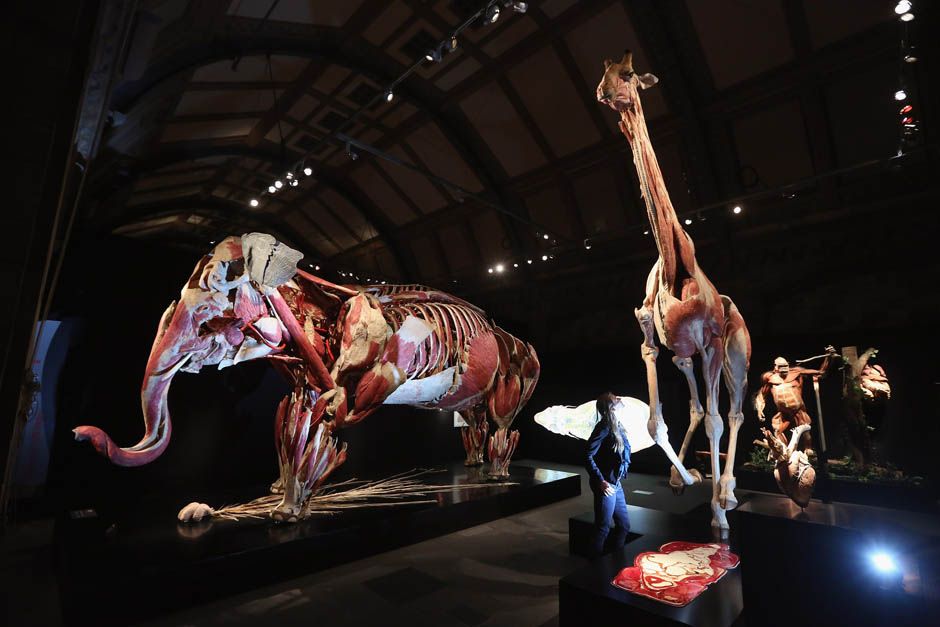 'Animal Inside Out' shows the inner workings of real animals frozen in ...