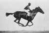 Muybridge sequence of a horse galloping