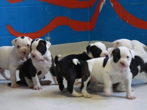 Toledo Area Humane Society/Cyndi Condit/REUTERS