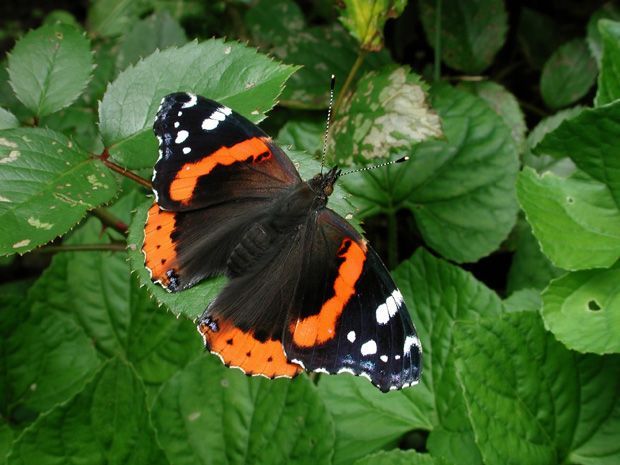 Red Admirals leading full-scale butterfly invasion into Ontario ...