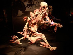 Handout /Body Worlds Vital