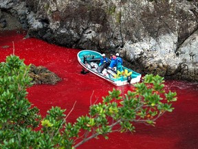 Sea Shepherd Conservation/AFP/Getty Images