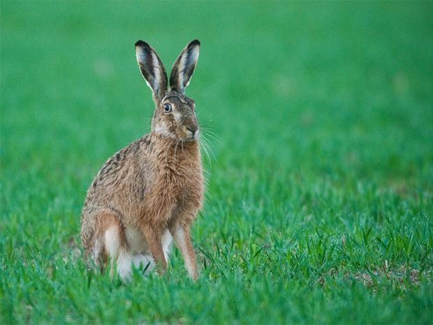 My Week: The hare makes his case to the forest council | National Post