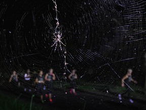 SYDNEY, AUSTRALIA - MAY 03:  Competitors runs past a Spider's web during Nike She Runs The Night at Centennial Park on May 3, 2012 in Sydney, Australia.  (Photo by Ryan Pierse/Getty Images)