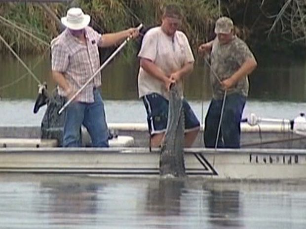 Alligator Bites Off Teen’s Forearm In Attack During Swim In U.s. River 