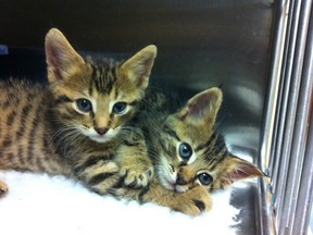 A picture of the two kittens that the Black family saved.