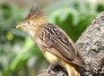 A Guira Cuckoo (you'll have to read to the end to see why this image is here).