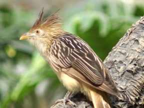 A Guira Cuckoo (you'll have to read to the end to see why this image is here).