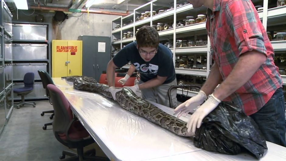 Burmese python caught in Florida Everglades is biggest ever | National Post