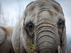 THE CANADIAN PRESS/AP/PAWS/Zoocheck Canada, Jo-Anne McArthur)