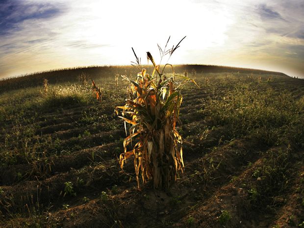 No genetically modified corn won t give you cancer National Post