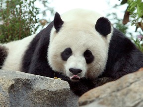 Rani Panda Sex Fuck - Baby giant panda, only a week old, dies at National Zoo in Washington |  National Post