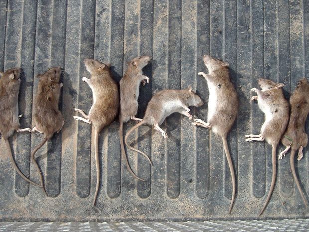 Alberta's rat battle: Medicine Hat in poison war with nest of rodents ...