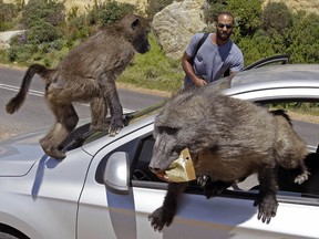 AP Photo/Schalk van Zuydam