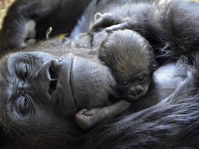 AP Photo/Courtesy of the Lincoln Park Zoo, Tony Gnau