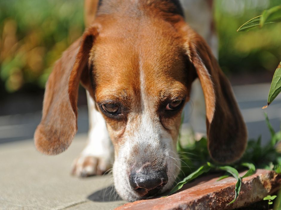Is a dog sniff an unreasonable search? National Post