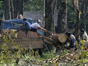 People transport wood cut near Dawei in southern Burma, near the site of a planned special economic zone and deep sea port. / Reuters Files