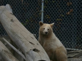 BC Wildlife Park.