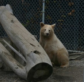 BC Wildlife Park.