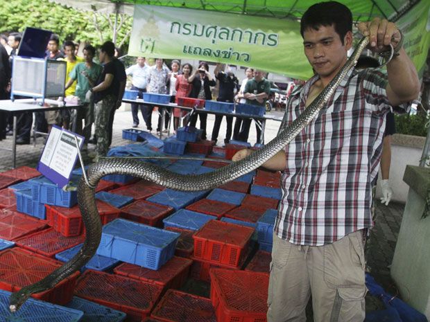 Cobras of Thailand –