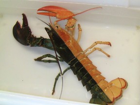 Emily Bauernseind / AP / New England Aquarium