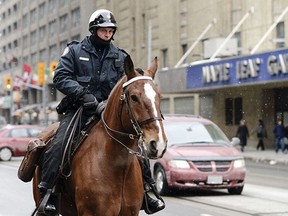 Local Input~UNDATED - The Mounted Unit is mourning a reliable partner on the road, Royal Sun, who died at age 16.  Royal Sun, a veteran of 12 years of the Toronto Police service had to be put down early Sunday morning.  The horse was on patrol in the Entertainment District, Nov. 4 at 2 a.m., when he tore a ligament in his hind, causing his weight to displace and severely fracturing his leg. Royal had to be put down in an equine hospital, soon after, because of the devastating nature of the injury.  TORONTO POLICE HANDOUT