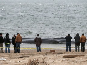 NEW YORK, NY - DECEMBER 26:  People gather in front of a beached whale, still alive, in the Breezy Point neighborhood on December 26, 2012 in the Queens borough of New York City.  Breezy Point was especially hard hit by Superstorm Sandy. Rescuers believe the whale will not be able to be saved. (Photo by Mario Tama/Getty Images)