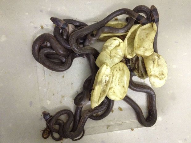 Eastern brown snakes hatch in 3-year-old Australian boy's room ...