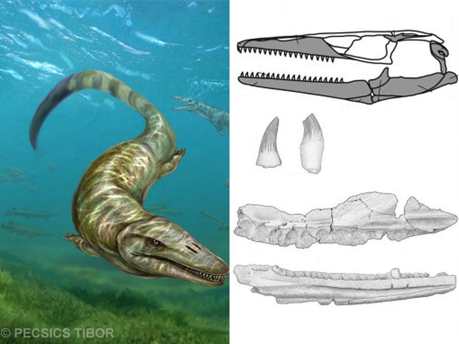 Pannoniasaurus—a 6-metre freshwater Mosasaurs—discovered in Hungary ...