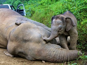 SABAH WILDLIFE DEPARTMENT/AFP/Getty Images