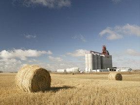 Saskatchewan Wheat Pool grain elevators. Photo courtesy of Saskatchewan Wheat Pool