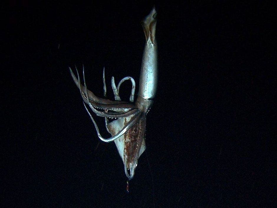 Giant Squid Filmed For The First Time Ever By Japanese Researchers 