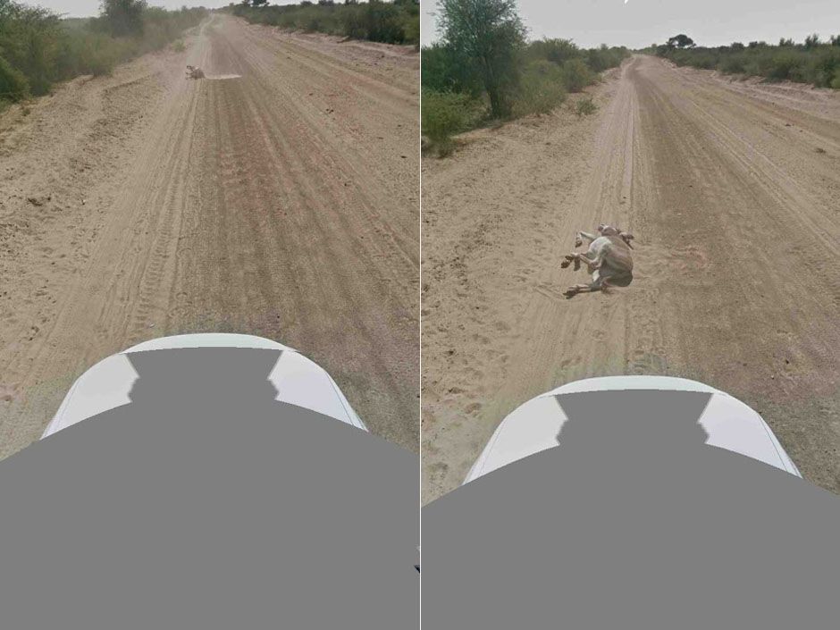 Google Maps car didn't hit donkey, search giant says National Post