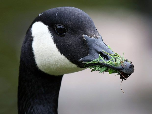 Foulest of the fowl Ornery Canada geese have a growing reputation