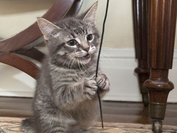 13 reasons why cats are just plain evil - YP