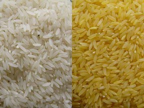 Golden Rice Project