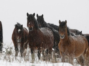 Leah Hennel / Postmedia News files