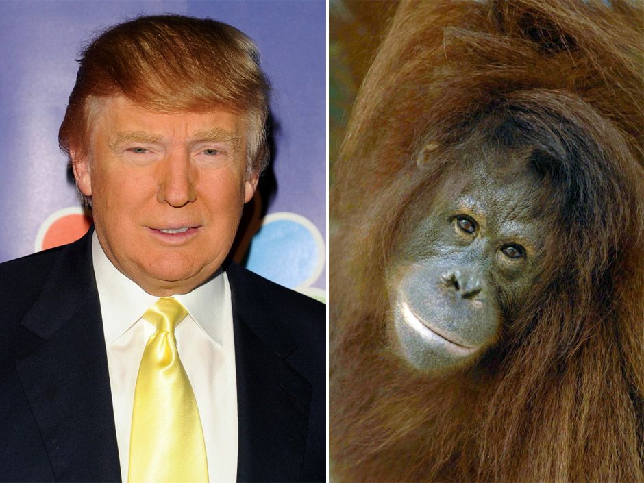 Donald Trump is not an ape, mogul says in Bill Maher lawsuit | National ...