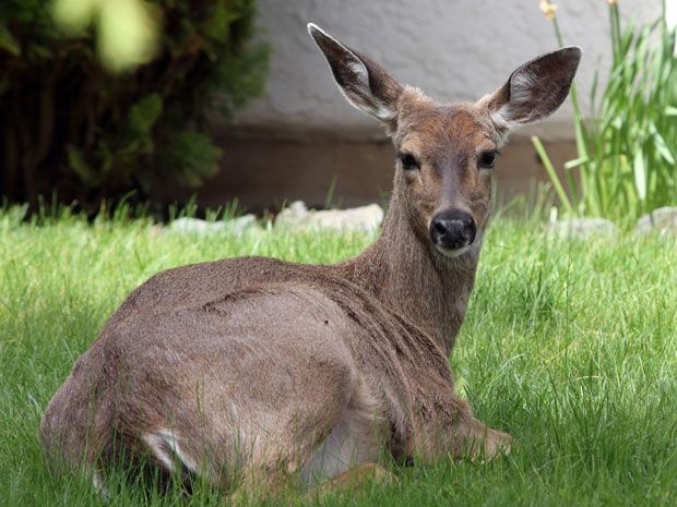 Non-lethal Deer Deterrents