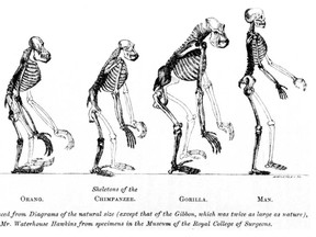 A drawing from  Thomas Huxley's “Evidence as to Man's Place in Nature” (1863) - showing the skeletons of humans and some of their closest primate relatives.