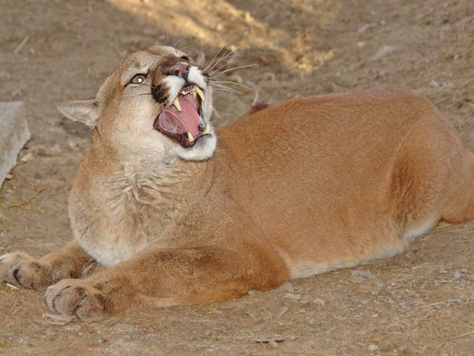 Banff officials hunt for cougar that man fought off with skateboard ...