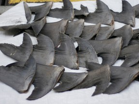 Fresh shark fins drying on a sidewalk in Hong Kong