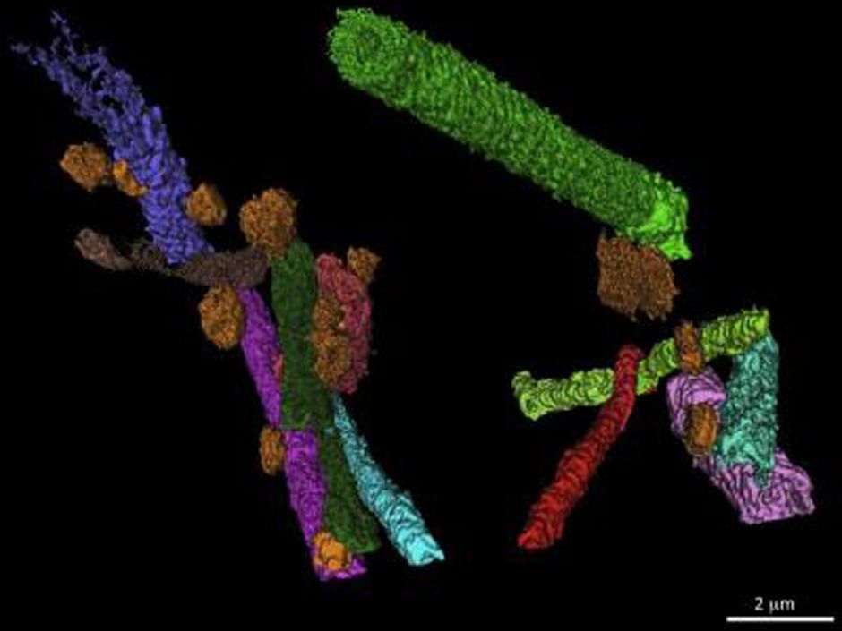 Rotten Eggs Smell - Archaeologists Find Ancient Eggs