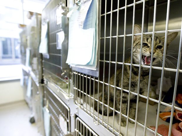 Toronto 2024 spca cats