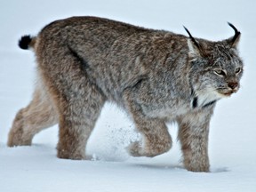 Chris Paulson estimated the lynx in his chicken coop weighed about 11 kilograms.