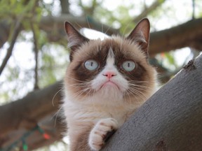 grumpycats.com