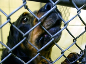 FREELANCE PHOTO: CHECK WITH NATIONAL POST FOR RIGHTS INFORMATION REGARDING THIS IMAGE
Bruno the dog peaks through the cage of the pen where he lives at the Vancouver city pound January 14. Bruno is a purebread rotweiler who was found and captured by city police at a marijuana grow bust earlier this year.  Jeff Vinnick-National Post